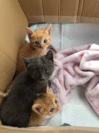 We have wide selection of exotic and popular kitten breeds for sale. Beautiful Ginger Kittens Friends With Tales