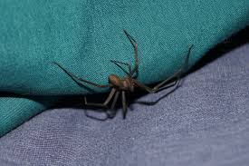 brown recluse facts fiction amco
