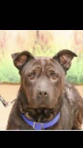 Bronx zoo | free wednesdays and other discounts. Dogs For Adoption Near The Bronx Ny Petfinder