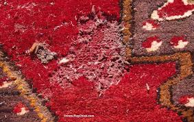 moths bugs and rugs what you need to
