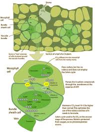systems of photosynthesis
