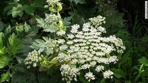 Great Something Else To Worry About Giant Hogweed Cnn