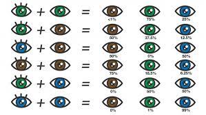 eye color chart what color eyes will