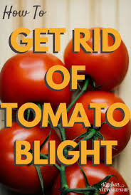 how to get rid of tomato blight and