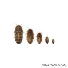 Dubia Roach Size Sampler