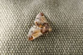 why do moths eat clothing and other