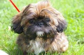 Puppy training starts the moment you bring your puppy home. Shih Tzu Puppies The Ultimate Guide For New Dog Owners The Dog People By Rover Com