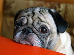 Symptoms of depression for dogs. Signs Your Dog Is Depressed According To An Expert
