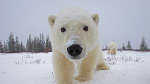 polar bears bing wallpaper gallery