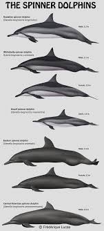 The Spinner Dolphins By Namu The Orca On Deviantart