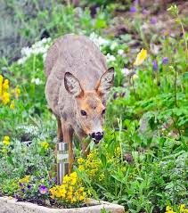 Foolproof Ways To Keep Deer Out Of Garden