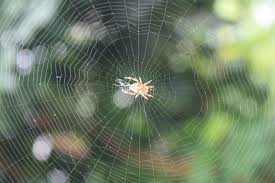 Spider Web Wikipedia