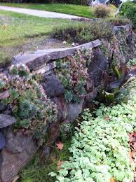 Succulent Rock Wall Thriving In The