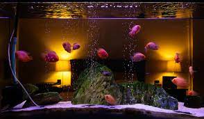 fish bowl aquarium