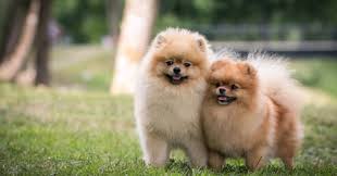 pomeranian crossbreeds