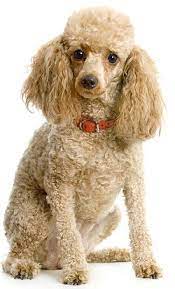 toy poodle faq frequently asked questions