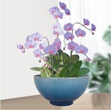 eco friendly decorative plant pot