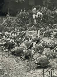 All Out For Victory Gardens Heinz