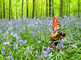 Garden Gnome In The Forest Picture And