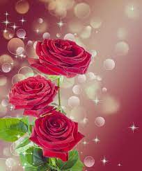 red rose ilration flower burgundy