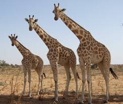 Giraffe Information | Giraffa - helping nature