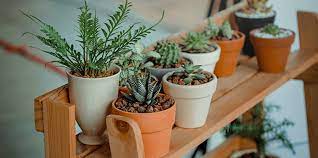 Choosing The Right Houseplants For Your