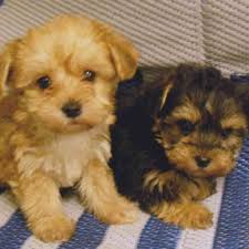 information on yorkie poo puppies for