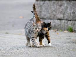 Older cat has been on prozac for 2 1/2 yrs after biting me badly. Psbattle Two Cats Walking Side By Side Photoshopbattles