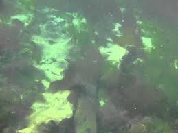 30 Seconds Underwater In South Puget Sound Eld Inlet Youtube
