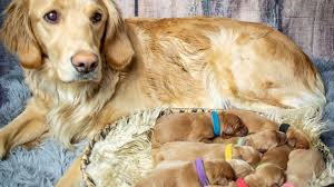 And, your golden retriever will always love a good game of fetch. This Golden Retriever Who Had Maternity Shoot Just Gave Birth To Puppies Gma