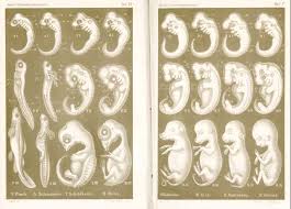 Embryonic Evolution Through Ernst Haeckels Eyes The