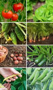 easiest vegetables to grow for beginners