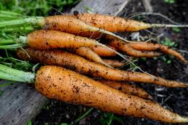 when should i start harvesting carrots