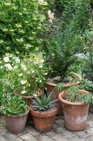 10 Easy Care Evergreen Pots For Year