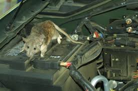 Rats Or Mice Out Of Your Car Engine