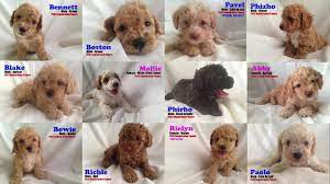 poodle philippines by aim s labyduvits