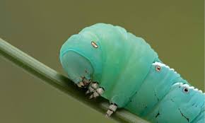 Hawk Moth Caterpillar Insect Facts A
