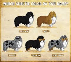 Another Color Chart Sheep Dog Puppy Shetland Sheepdog
