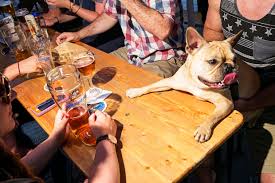 dog friendly patios and beer gardens