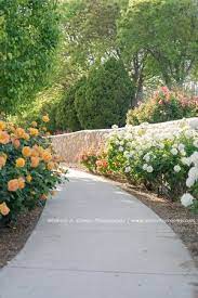 El Paso Municipal Rose Garden Tripadvisor