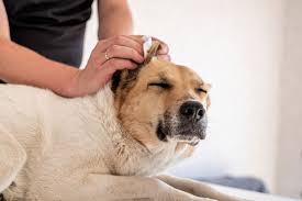 7 ways to help dogs with ear infections