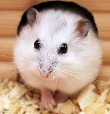 The winter white russian dwarf hamster (phodopus sungorus), also known as the siberian hamster, siberian dwarf hamster or djungarian hamster, is one of three species of hamster in the genus phodopus.adult winter white russian dwarf hamster. Winter White Dwarf Hamster Care Facts Djungarian Siberian