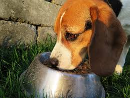 How Much To Feed A Dog The Proper Amount To Keep Your Pet