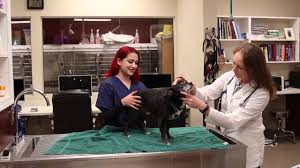 The pet emergency clinic of pitt county is an emergency and care provider committed to providing service when your primary care veterinarian cannot. Home Veterinarian In Diamond Bar Ca East Valley Emergency Pet Clinic