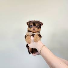 best yorkie puppies in los angeles