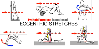 prehab exercises exles of