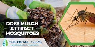 Does Mulch Attract Mosquitoes Amazing