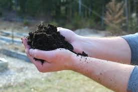 how to do a soil test to your lawn and