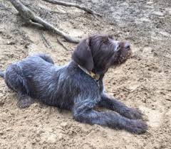 wirehaired pointing griffons idaho