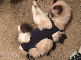 Doglemi cat recovery suit pet e collar alternative cotton cat shirt after surgery wounds. Epbot New Improved Diy Cat Onesie Skip The Cone Make This Out Of An Old T Shirt Instead
